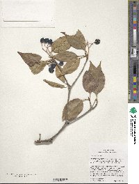 Viburnum lentago image