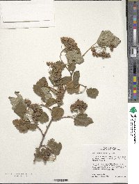 Physocarpus opulifolius image