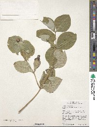 Lonicera reticulata image