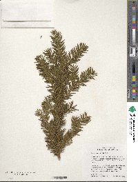 Taxus canadensis image