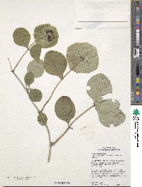 Lonicera reticulata image