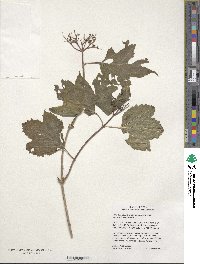 Viburnum opulus var. americanum image