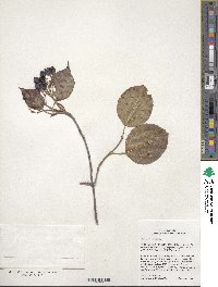 Viburnum lentago image