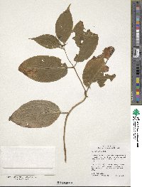 Image of Diervilla lonicera