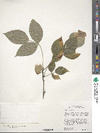 Cornus alternifolia image