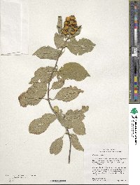 Celastrus scandens image