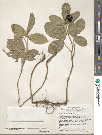 Image of Euchresta japonica