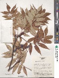 Sorbus commixta image