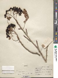 Sorbus commixta image