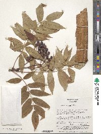 Sorbus commixta image