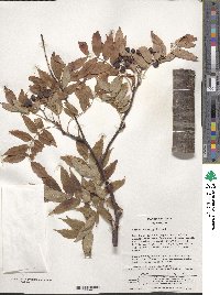 Sorbus commixta image