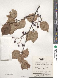 Sorbus alnifolia image