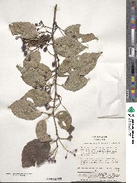 Sorbus alnifolia image