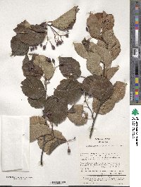 Sorbus alnifolia image