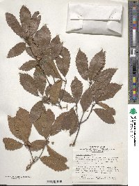 Quercus serrata image