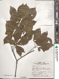 Quercus serrata image