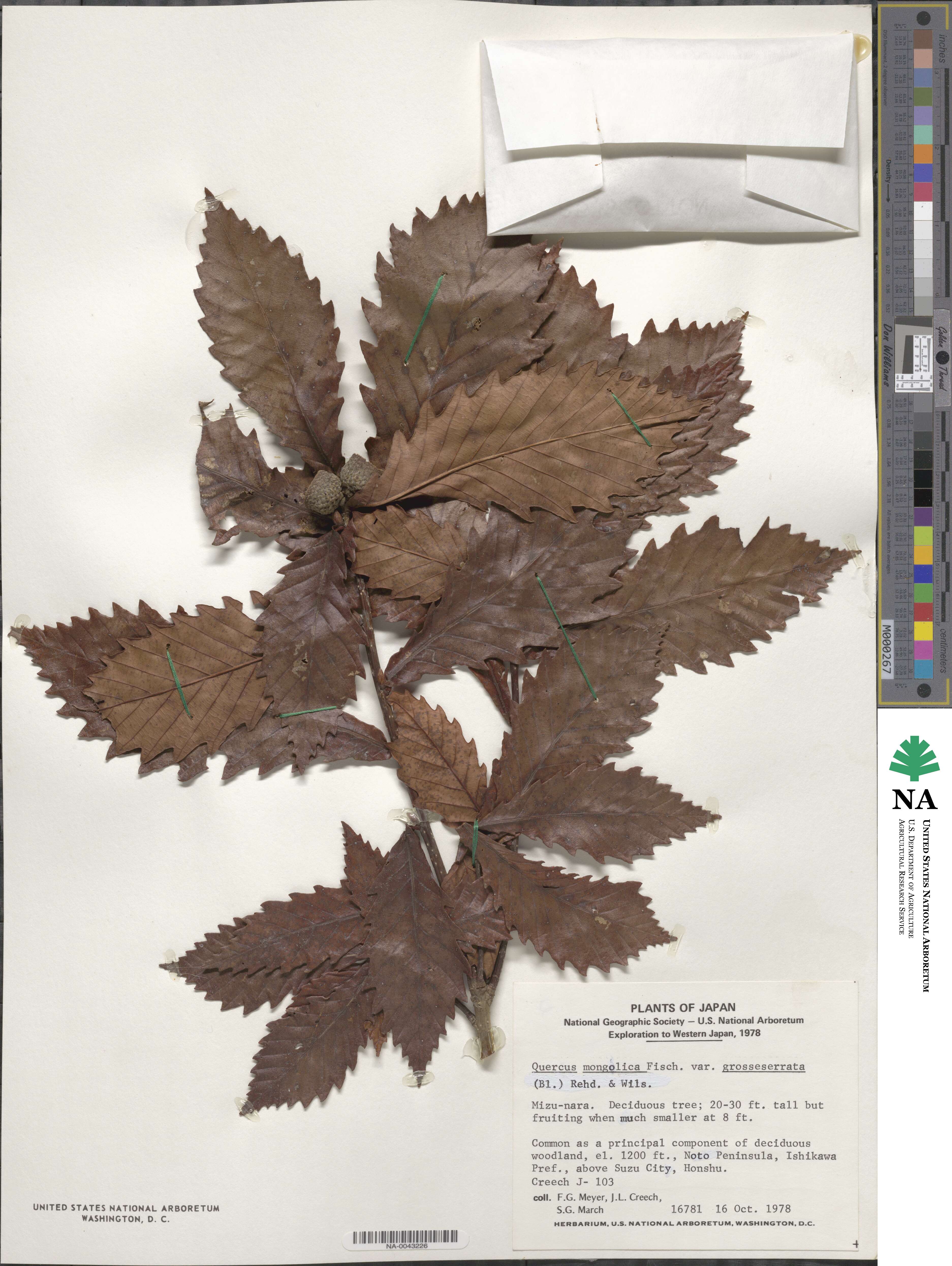 Quercus mongolica var. crispula image