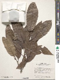 Quercus variabilis image