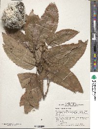 Quercus variabilis image