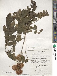 Koelreuteria paniculata image