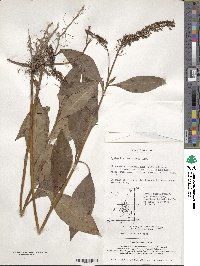 Lysimachia clethroides image