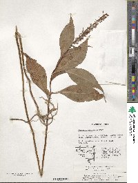 Lysimachia clethroides image