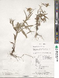 Lysimachia pentapetala image