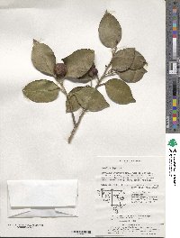 Camellia japonica image