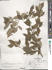 Pourthiaea villosa image