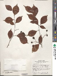 Pourthiaea villosa image