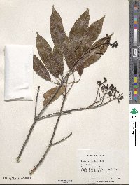 Photinia serratifolia image