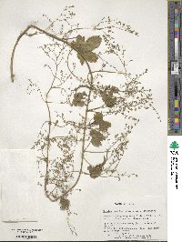 Humulus scandens image