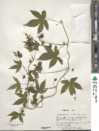 Humulus scandens image