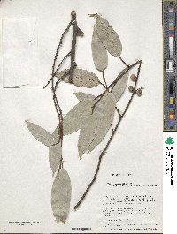 Ficus sarmentosa image