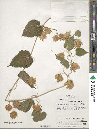 Humulus lupulus image