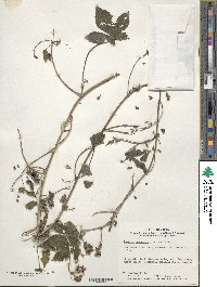 Humulus scandens image