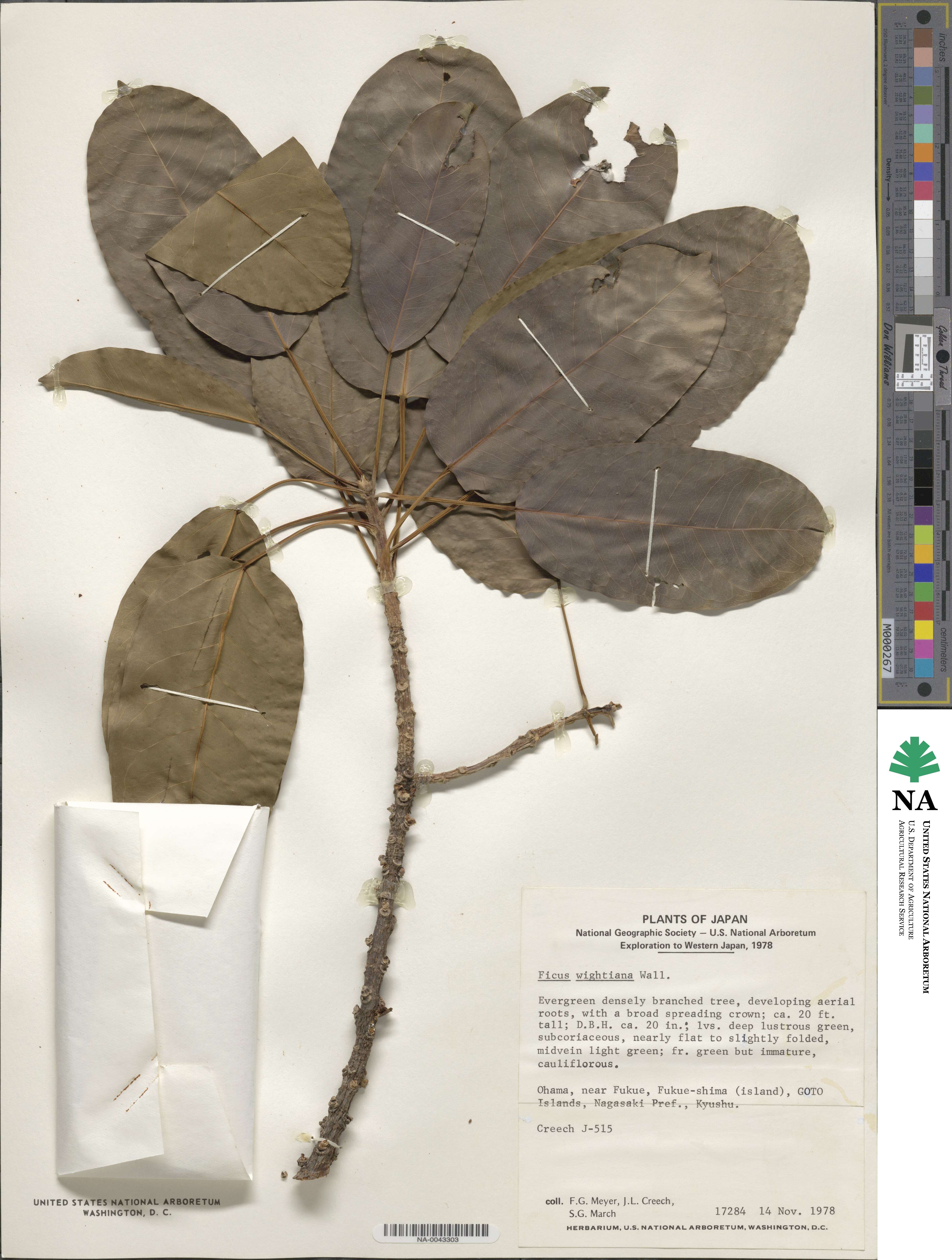Ficus image