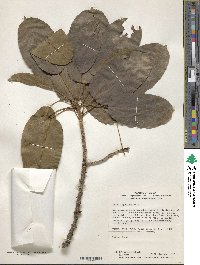 Ficus virens image