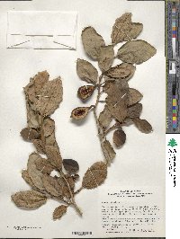 Ficus pumila image