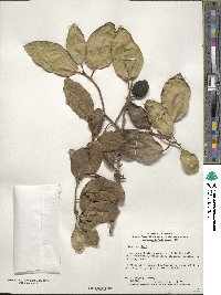 Ficus pumila image