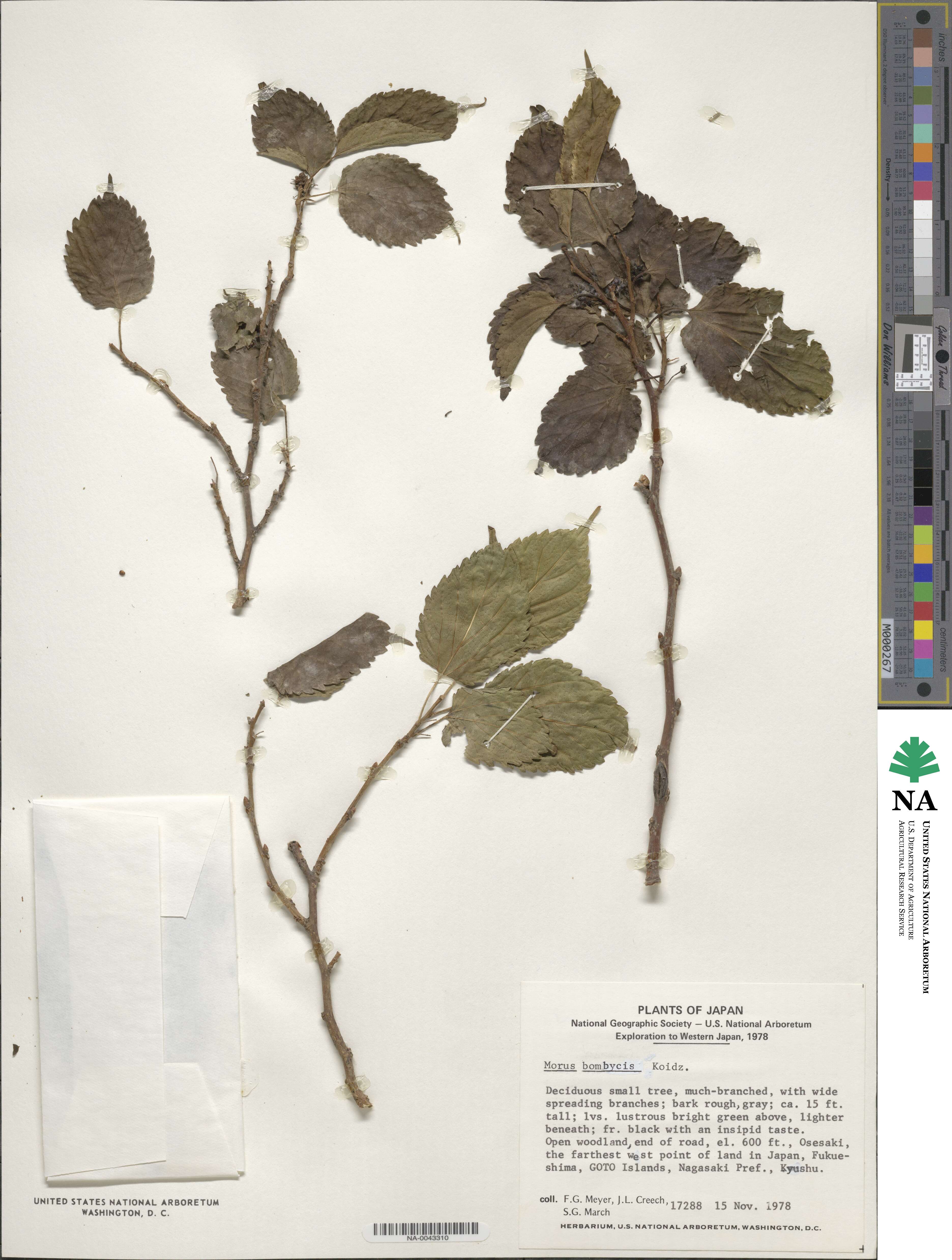 Morus australis image