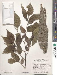 Aphananthe aspera image