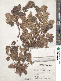 Zelkova serrata image