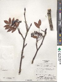 Image of Sorbus matsumurana