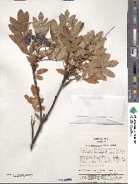 Sorbus matsumurana image