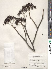 Sorbus commixta image