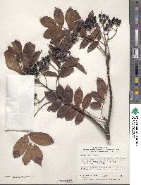 Sorbus commixta image