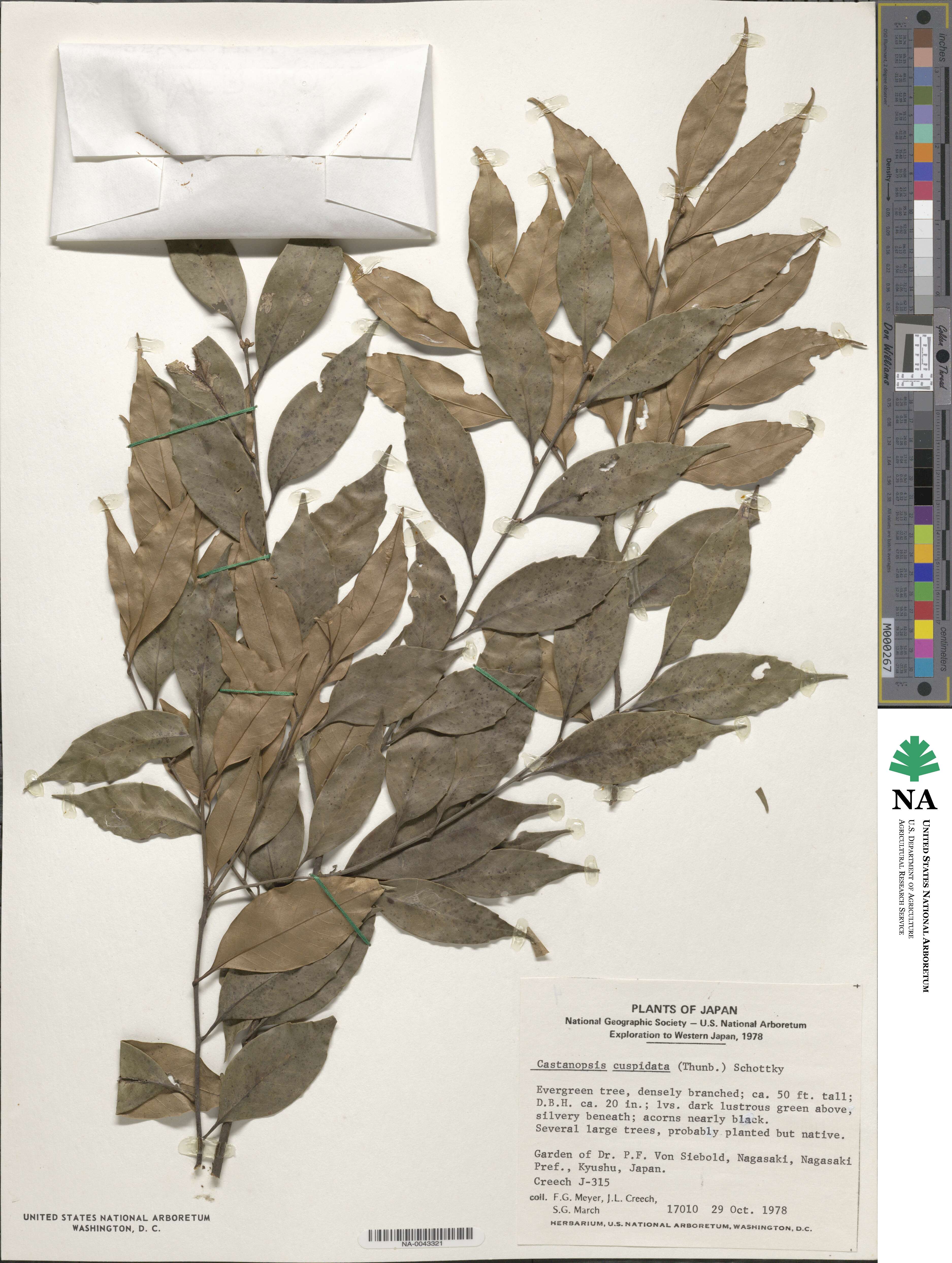 Castanopsis cuspidata image
