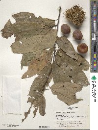 Castanea crenata image