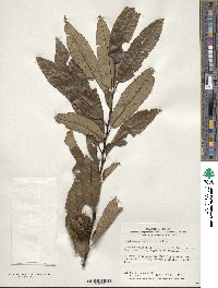 Castanea crenata image